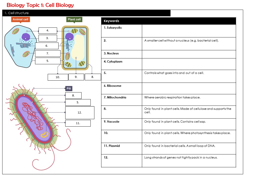 B1 SP worksheet parts of a cell